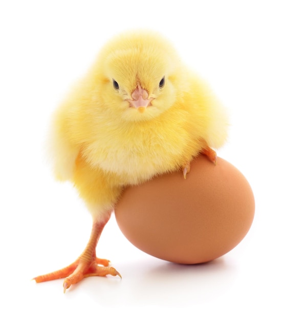 Small chicken and egg isolated