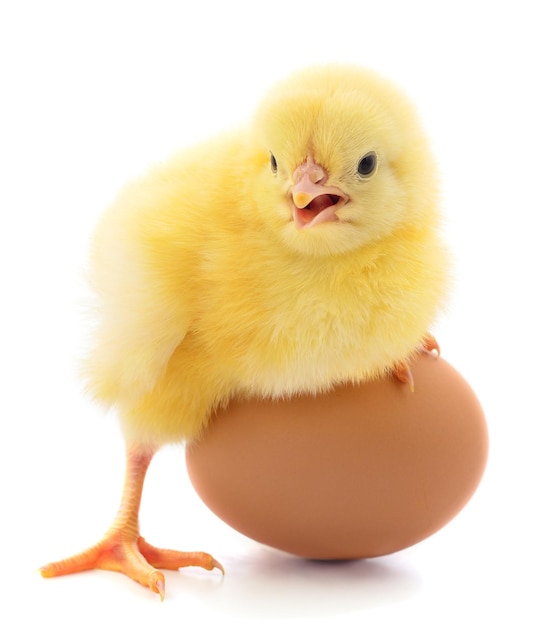 Small chicken and egg isolated