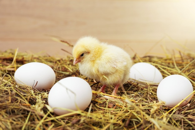 Small chicken and eggs are on the hay