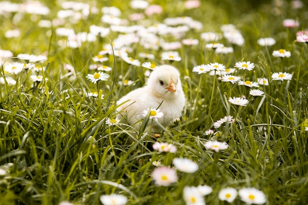 Photo small chicken in grass