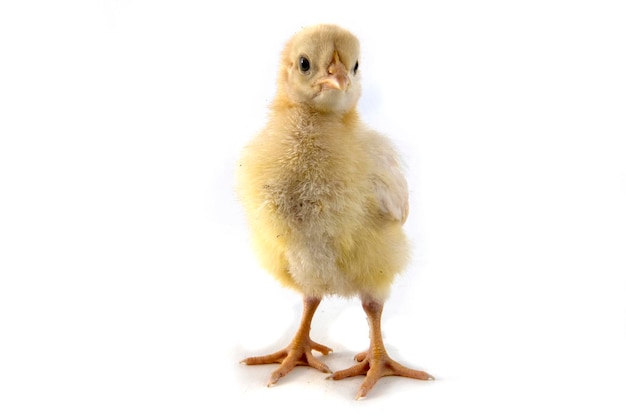 Small chicken isolated on white