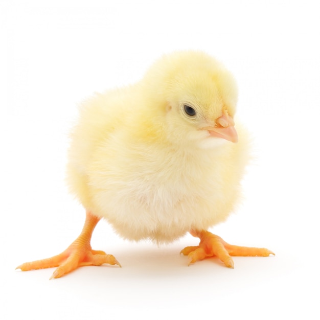 Small chicken isolated