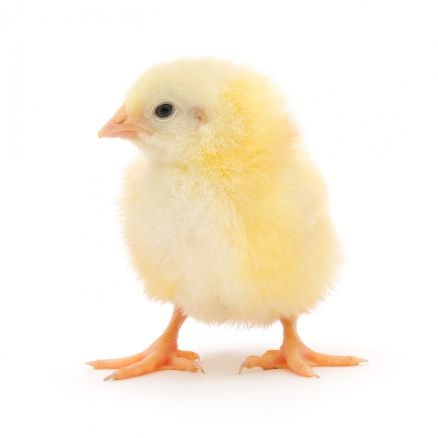 Small chicken isolated