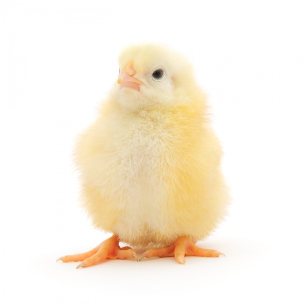 Small chicken isolated