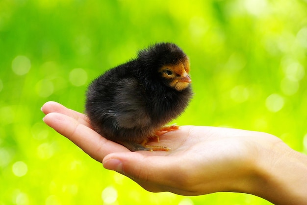 Small chicken