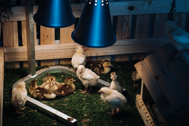 Foto piccole galline e anatroccoli si crogiolano sull'erba sotto una lampada in cortile