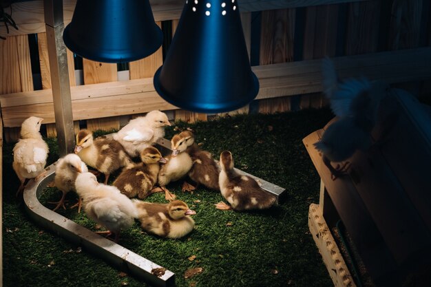 Small chickens and ducklings bask on the grass under a lamp in the yard