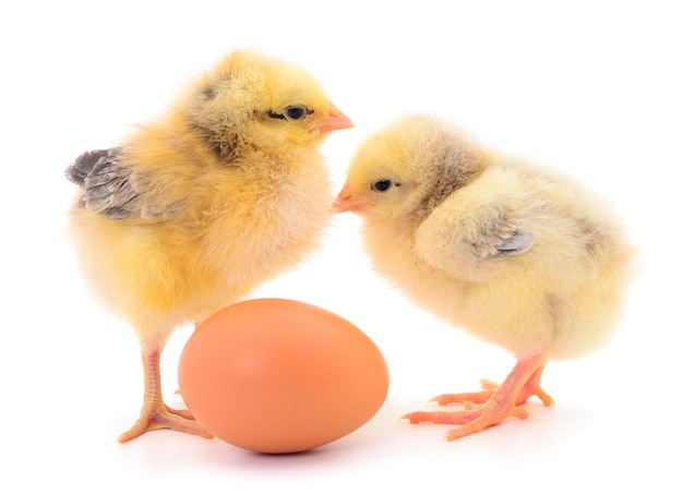 Small chickens and egg isolated