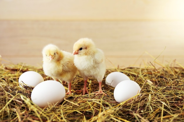 Small chickens and eggs are on the hay