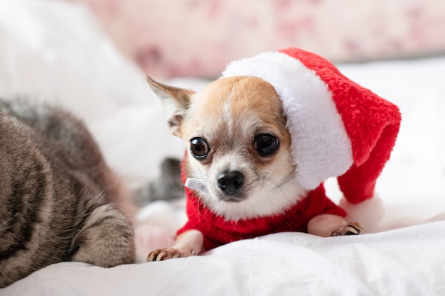 A small chihuahua dog lies on a white bed in a red sweater and a Santa Claus hat on Christmas Eve