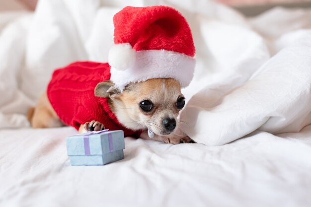 A small chihuahua dog lies on a white bed in a red sweater and a Santa Claus hat on Christmas Eve