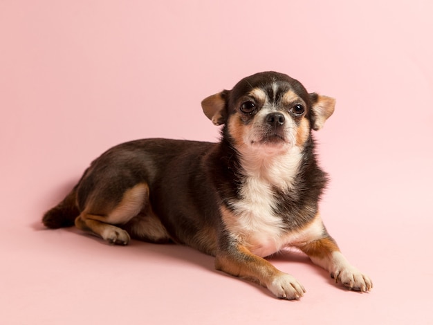 A small Chihuahua dog on a pink background. Looks away, a blank to advertise a veterinary store. Copy space.