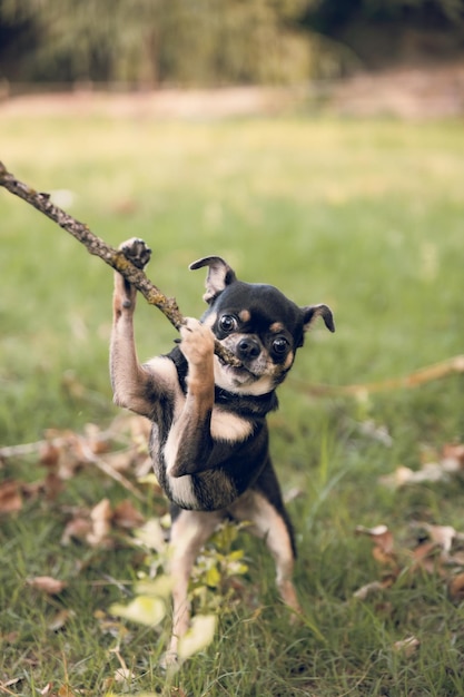 Small chihuahua dog, playing happily in freedom with a stick