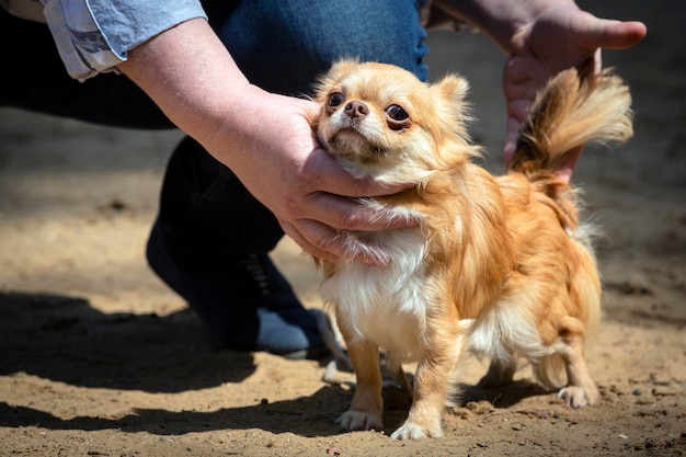 Small chihuahua dog posing at a dog show