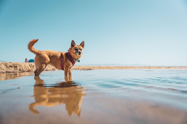 Small Chihuahua dog standing in a puddle at a dog beach with its reflection