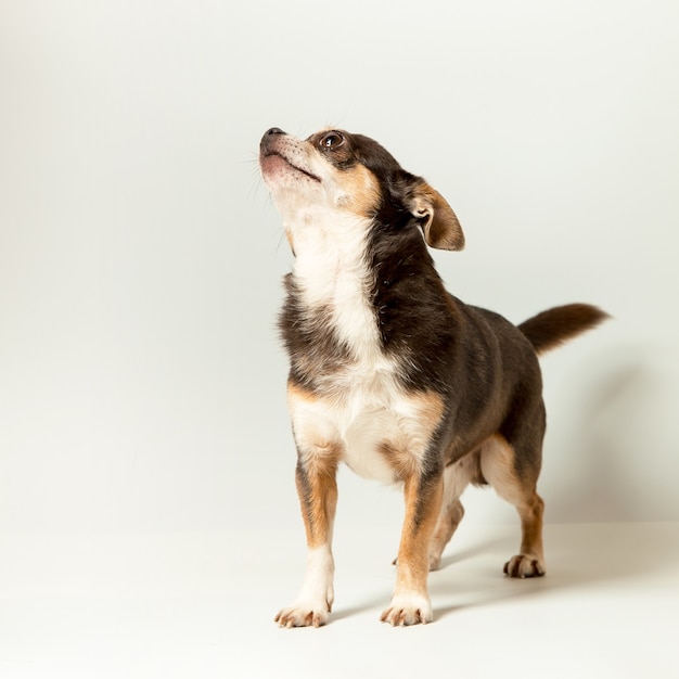 A small Chihuahua dog on a white background. Looks away, a blank to advertise a veterinary store. Copy space.