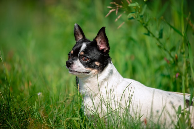 A small Chihuahua dog. 