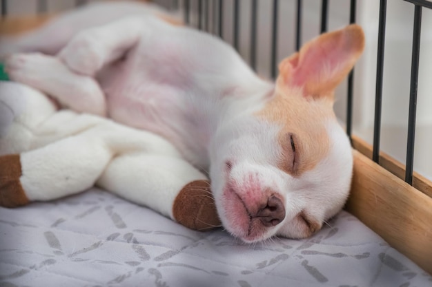 Small Chihuahua puppy sleeping with doll