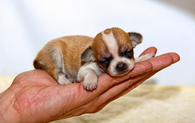 Small chihuahua puppy