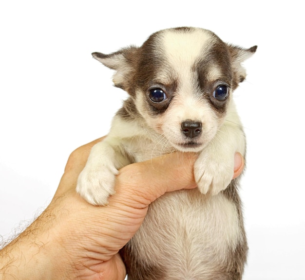 Small chihuahua puppy