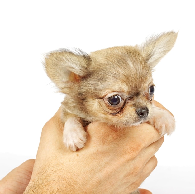 Small chihuahua puppy