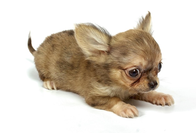 Small chihuahua puppy