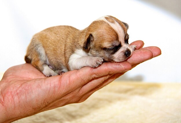 Small chihuahua puppy