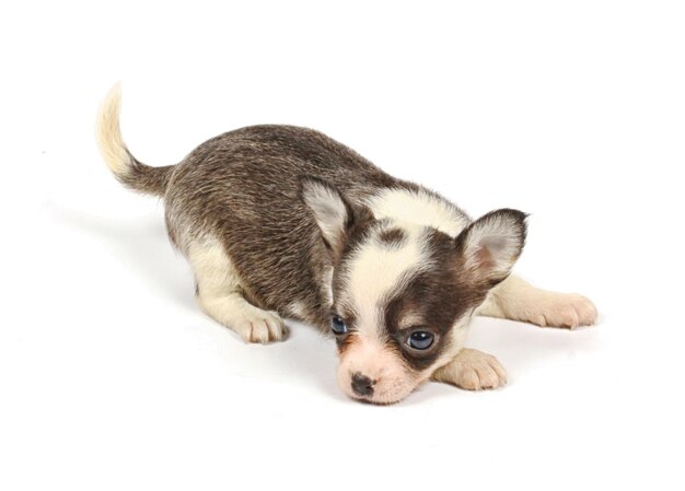 Small chihuahua puppy