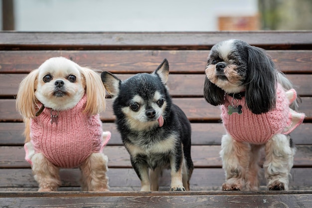 小さなチワワ犬とシフツー犬が公園のベンチに座っている