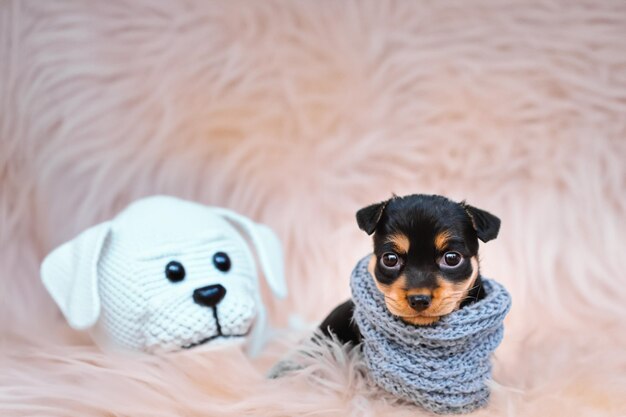 A small child of a dog warms up and hides in a scarf