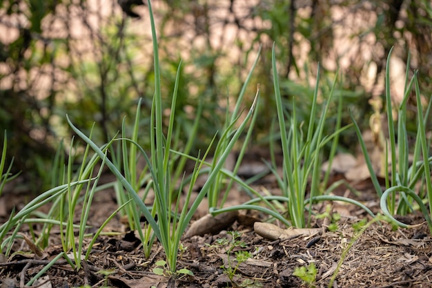 Мелкие листья чеснока вида Allium schoenoprasum