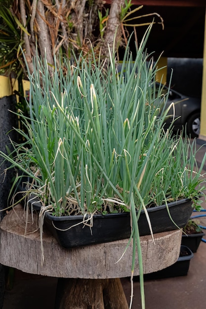 Small Chives leaves