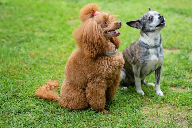 Small chocolate poodle on the grass pet in nature cute dog like a toy