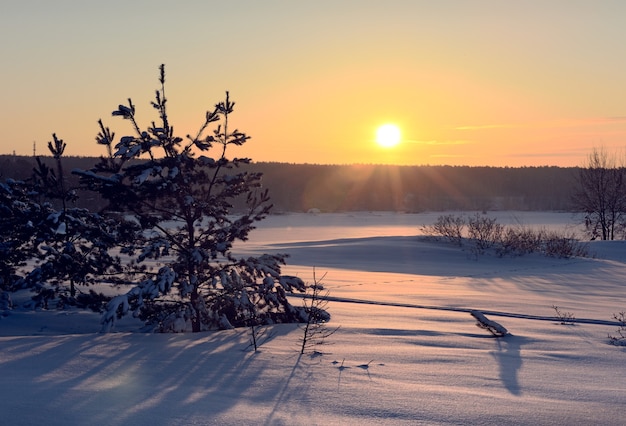 Small Christmas trees in the winter dawn