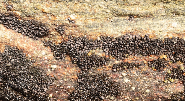 Piccole vongole su roccia marina sulla costa brasiliana