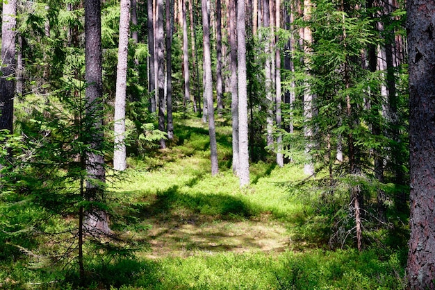 A small clearing in the forest with green blueberries out of focus