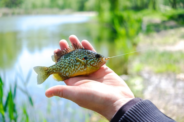 漁師の手で小さな色の魚