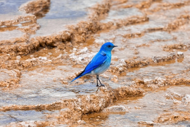 Small colorful bird at hot spring landscape with unique ground formation