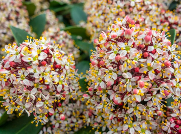 small colorful blossoms closeup