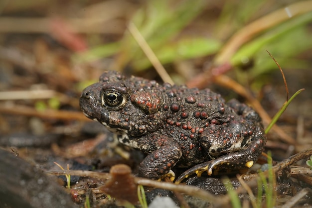 自然環境の地面に小さな共通のヒキガエルまたはヒキガエル