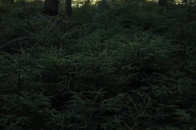 Small conifer trees in forest in Carpathians