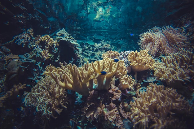 small coral reef ecosystem