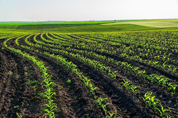 Photo small corn plants grow in beautiful rows on the field agricultural corn field on a sunny day