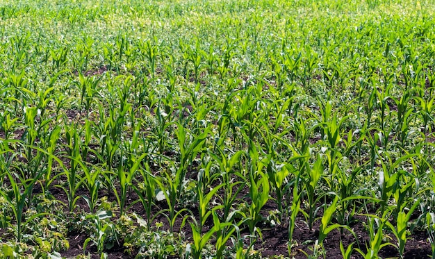 Small corn sprouts in the field