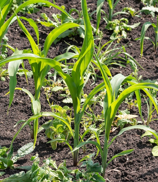 Small corn sprouts in the field