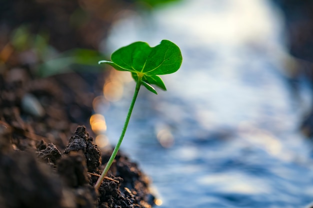 Small cotton plant, Born Concept