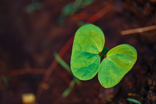 Small cotton plant, Born Concept