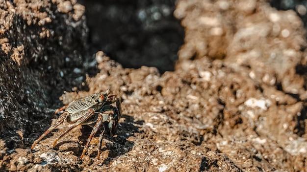 Small crab getting sun on the stone