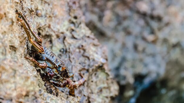 Small crab getting sun on the stone