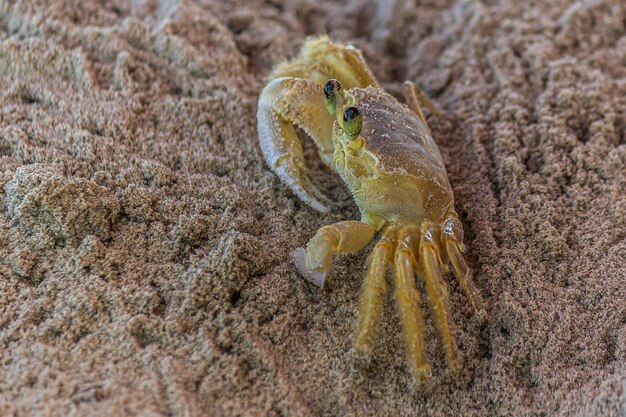 The small crab peeps carefully from its deep sandy hole